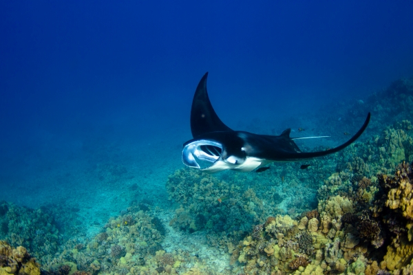 two divers underwater